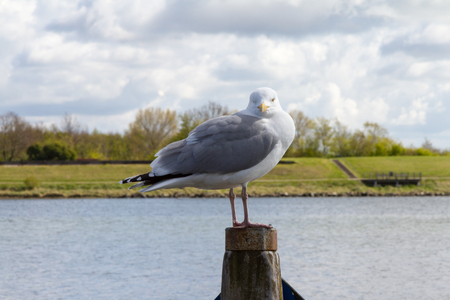 A Seagull on a wooden beamの写真素材