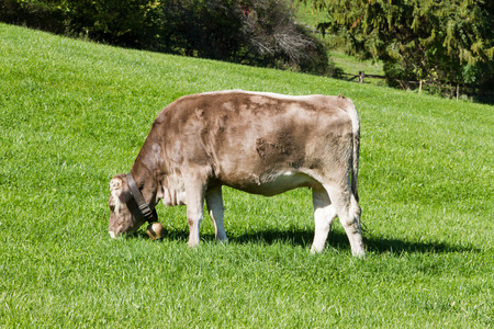 A brown cow with bell eats green grassの写真素材