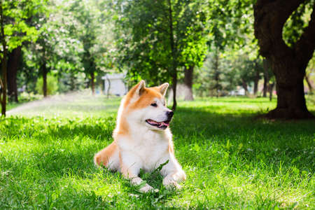 Beautiful male Japanese dog Akita inu, lying in natureの写真素材