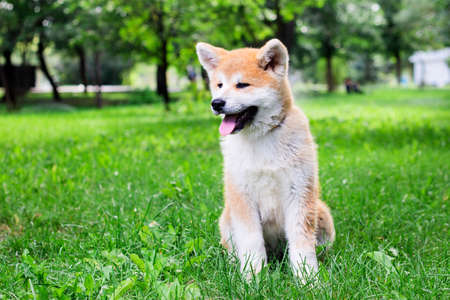 A small puppy of a thoroughbred Japanese dog Akita inu in the park on the green grassの写真素材