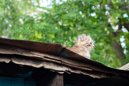 little adorable kitten on the roof