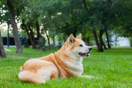 female dog of japanese breed akita inu with white and red fluffy coat lying outdoors on green grassの写真素材