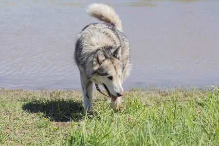 Purebred dog Alaskan Malamute walks by the riverの写真素材
