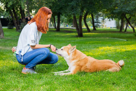The owner of the Japanese breed Akita inu plays with the dog outdoors on the green grassのeditorial素材