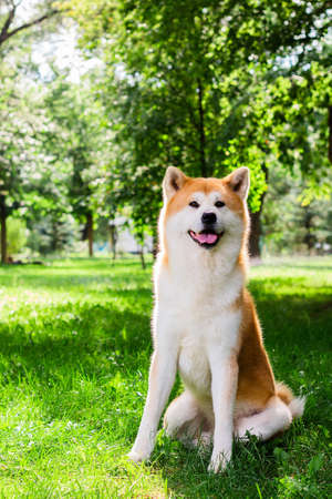 Close-up portrait of Japanese thoroughbred dog Akita inuの写真素材