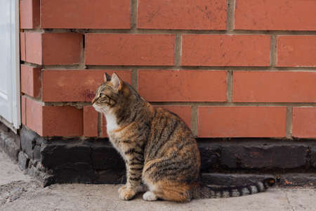 Beautiful cat on a brick wall background, close upの写真素材