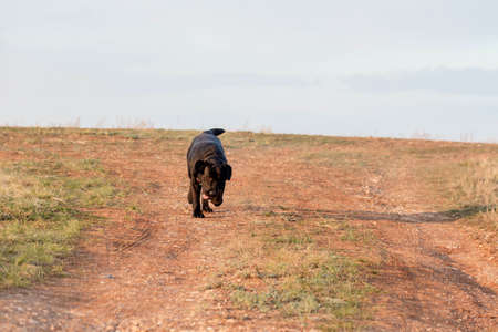 Black Labrador Retriever walks in a field in early spring