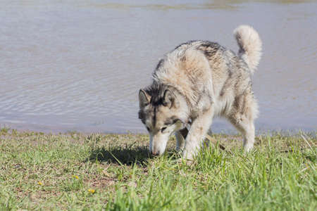 Purebred dog Alaskan Malamute walks by the river