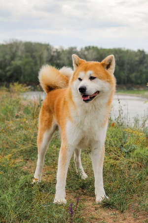 Male purebred Japanese dog Akita inu, walk in the natureの写真素材