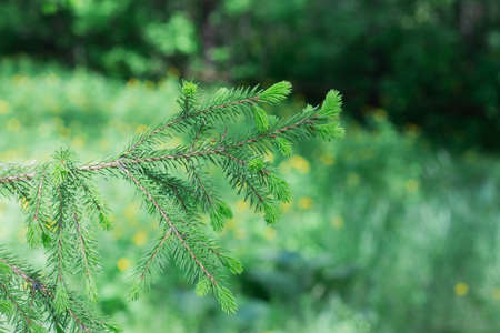 Branches of a young fir tree with small cones, close-upの写真素材