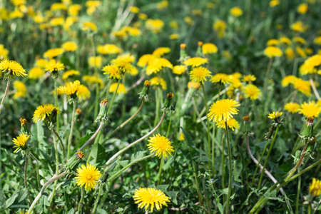 Yellow dandelion flowers on the lawn, springtime