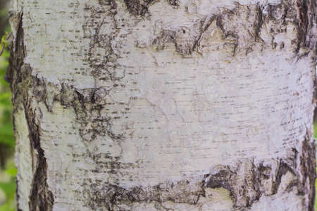 Birch bark, tree bark texture, close-upの写真素材