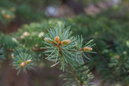 Spruce branches with young cones, springtime
