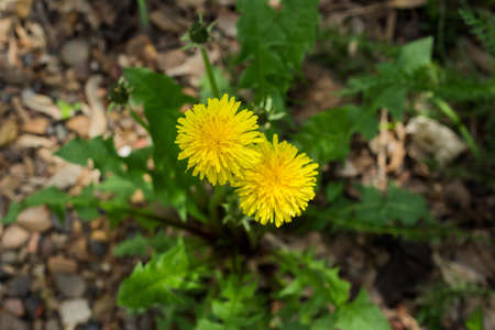 Close up of blooming yellow dandelion flowers (Taraxacum officinale) in garden on spring time.の写真素材
