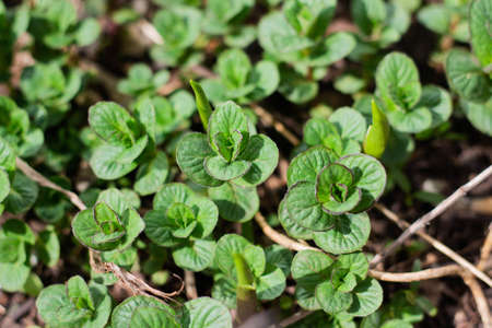 young mint plants grow in the garden, close up