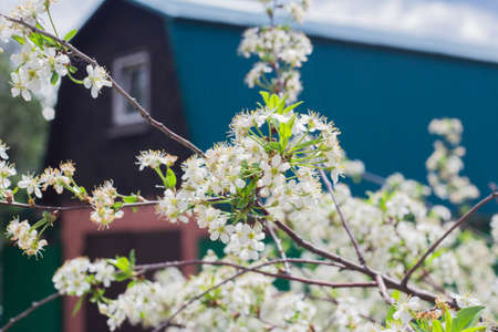 Flowers of the cherry blossoms on a spring dayの写真素材