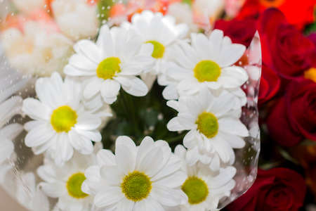 Festive bouquet of white daisies, giftの写真素材