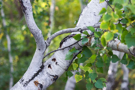 Trunks and branches of birch in the wild forest close-upの写真素材