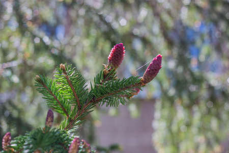 Spruce branches with young cones, close-up, springtimeの写真素材