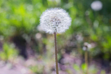 White dandelion seeds, Dandelion grows in a green field.