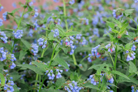 Beautiful little blue flowers of the comfrey, Symphytum officinale, is used in organic medicine