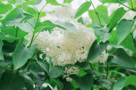 Beautiful white lilac flowers bloom in springの写真素材