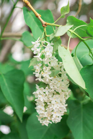 Beautiful white lilac flowers bloom in spring