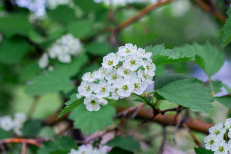 Small white hawthorn flowers bloom in spring, close-up