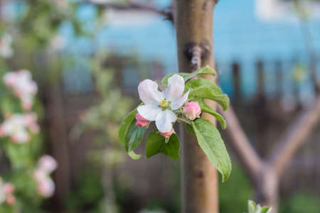 Flowers of the apple tree blossoms on a spring day, close up