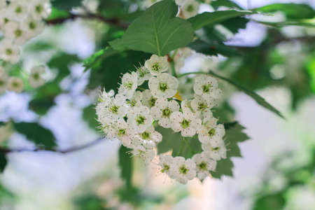 Small white hawthorn flowers bloom in spring, close-up