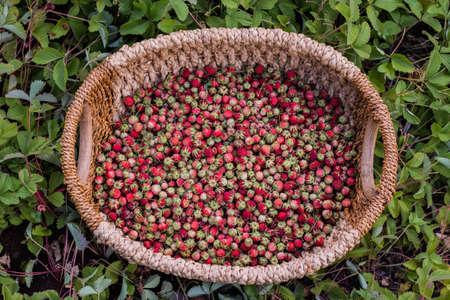 Ripe delicious wild strawberries in a wicker basket, close-upの写真素材