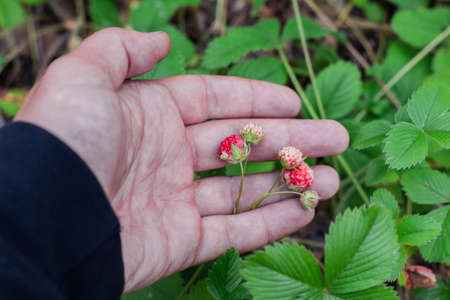 Forest strawberries in a man's hand, close-up