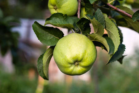 Closeup of green apples on a branch in an orchard