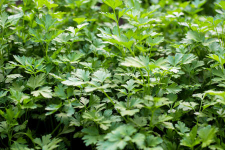 Parsley growing in the garden. Close-up. Petroselinumの写真素材