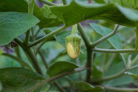 White egg plant with green leaves, closeupの写真素材