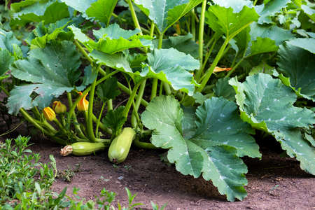 fresh squash grows in the garden on a bushの写真素材