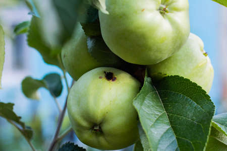 Close-up of green apples on a tree, one worm-eaten appleの写真素材