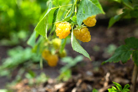 Yellow raspberries, growing organic berries Close up. Ripe raspberry in the gardenの写真素材