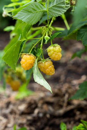Yellow raspberry on the branch. Close upの写真素材