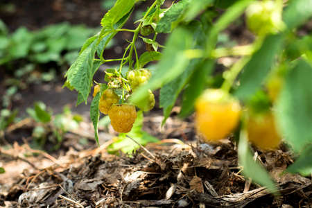 Yellow raspberry on the branch. Close upの写真素材