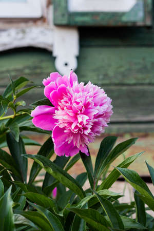 pink peony flower growing in the garden, vertical viewの写真素材