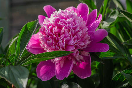 Beautiful pink peony grow in the garden, close-upの写真素材