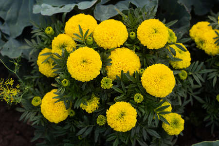 Close-up of beautiful marigold blossom, french marigold's flower, Tagetes patula. Tagetes garden...
