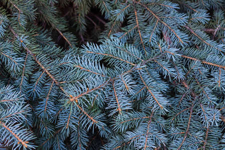 The branches of the blue spruce close-up. Blue spruce or prickly spruce (Picea pungens)