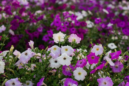 colorful blooming Petunia flowers (Petunia hybrida)