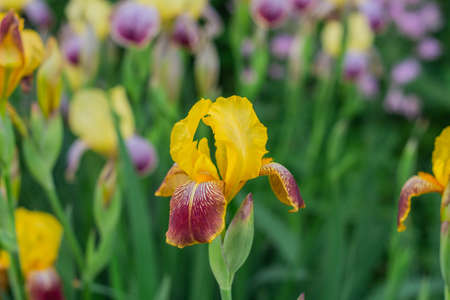 Beautiful flowers of yellow irises are blooming, close-upの写真素材