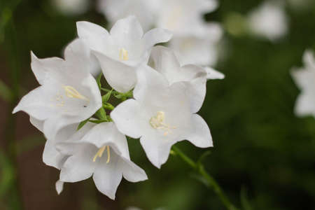 Beautiful delicate white bell flowers, campanula carpatica