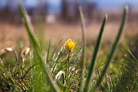 Gagea lutea, Yellow spring flowers. Gagea lutea is a genus of herbaceous bulbous plants of the Lily...