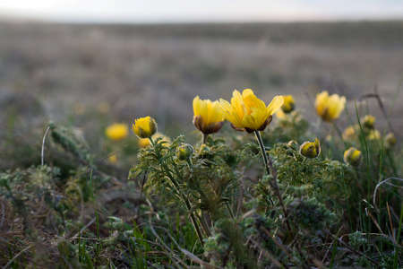 Medicinal herb Adonis vernalis, early spring flowers