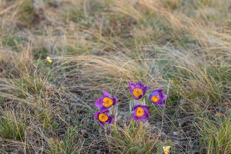 Beautiful Pulsatilla or pasque flower spring blossom close up